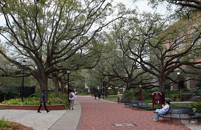 Live Oaks in various stages of leaf drop along Legacy Walk
